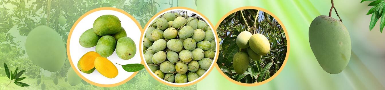 Lengra Mango 