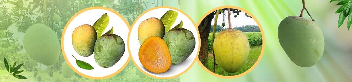 Himsagar Mango