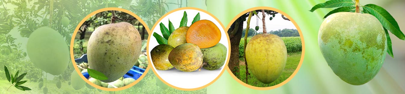 Haribhanga Mango