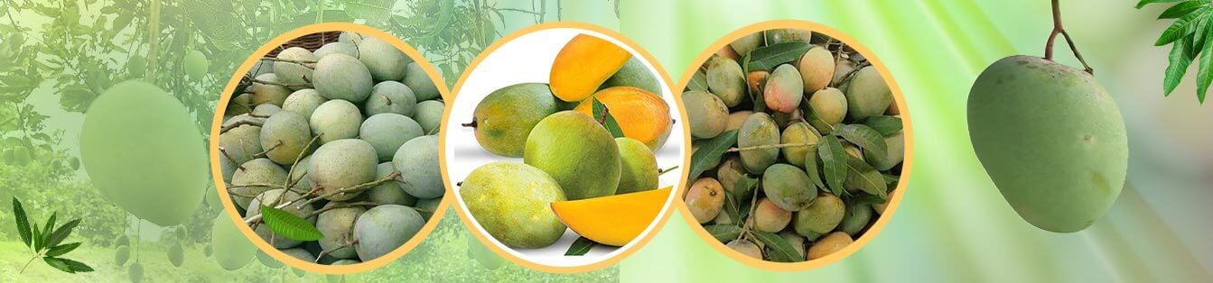 Gopalvog Mango