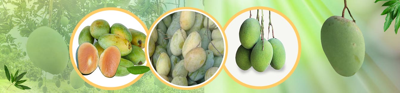 Amrupali Mango 