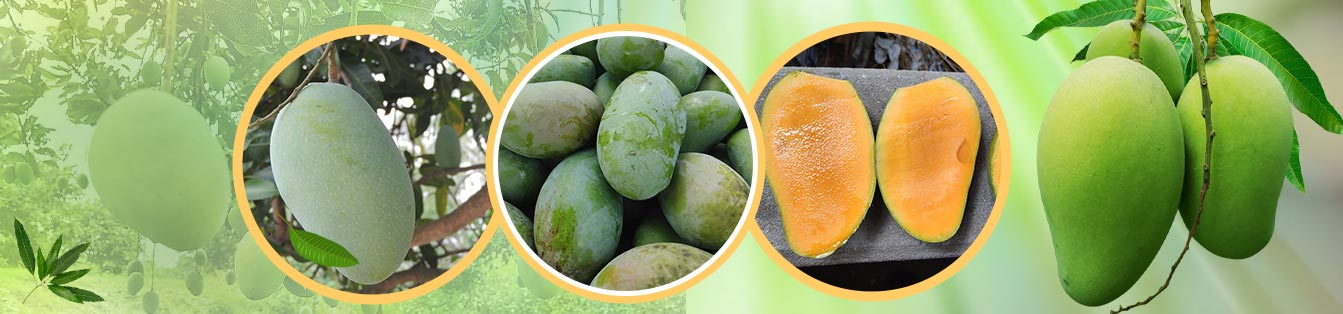 Fazli Mango