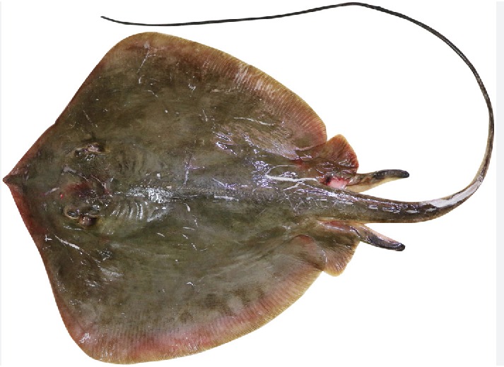 Shapla-Pata- Fish  6kg-image-0