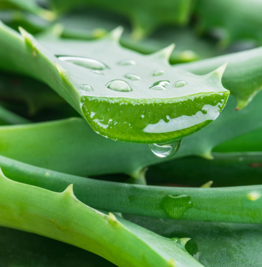 Aloe vera pata-image-0