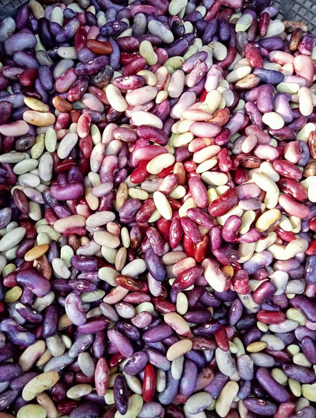 Rajma 1kg-image-0