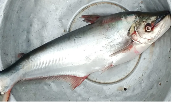 Silong Fish-River-image-0