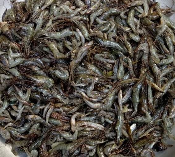Chingri-Fish-Small-image-0