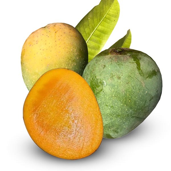 Katimon Mango (কাটিমন আম)-Rajshahi-image-0