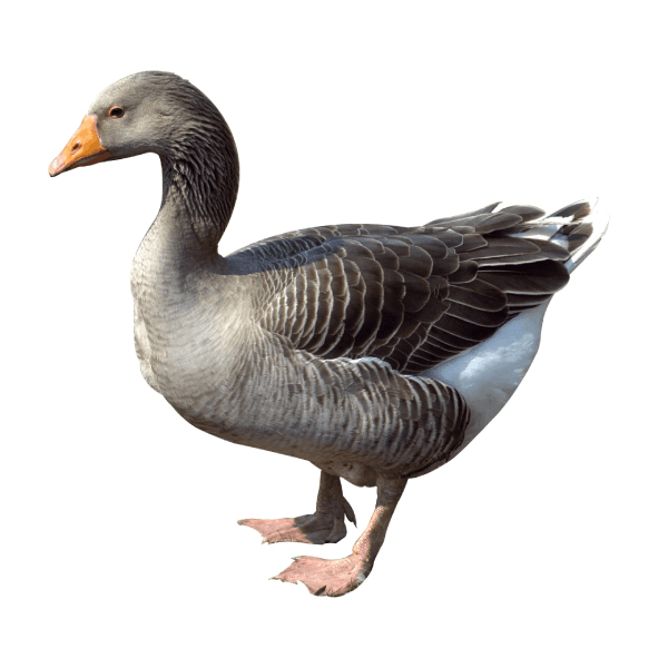 Swan-Raj Has 4kg-image-0