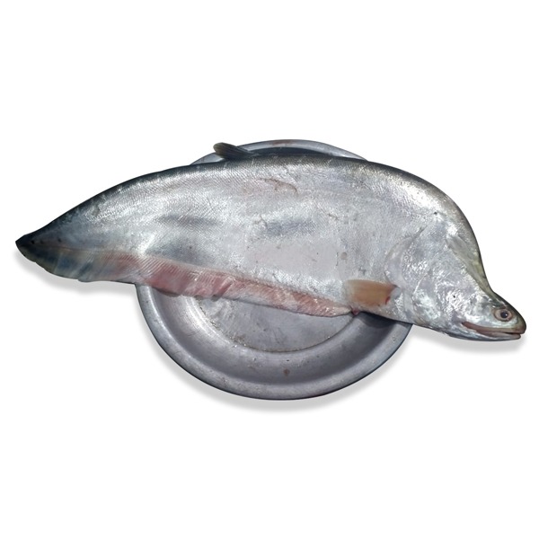 Chitol Fish -2.3gm-image-0