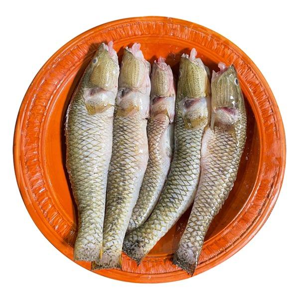 Bele Fish - Medium size-image-0
