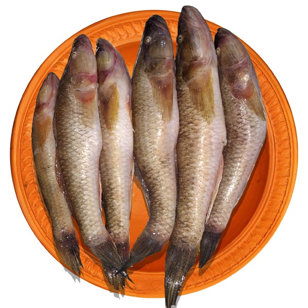 Bele Fish - Big size-1kg-image-0