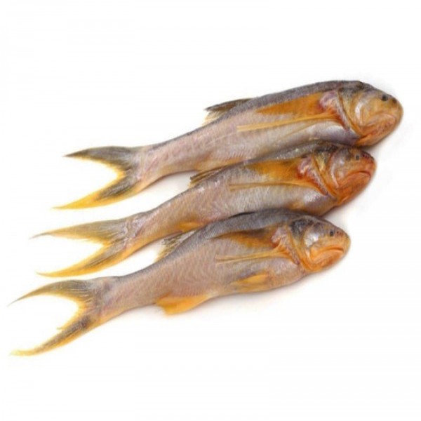 Taposhi fish-image-0