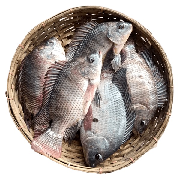 Telapiya Fish-3kg-image-0