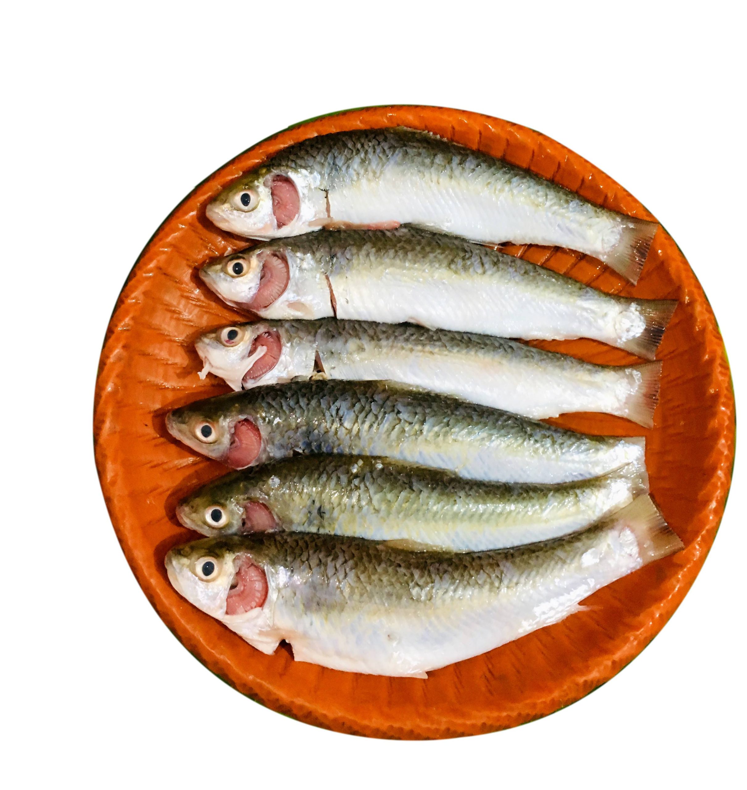 Tatkini fish-image-0