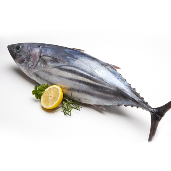 Tuna Fish 2pc-6.5kg-image-0