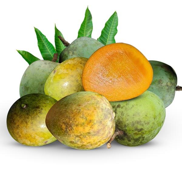Haribhanga Mango (হাড়িভাঙ্গা-আম)-image-0
