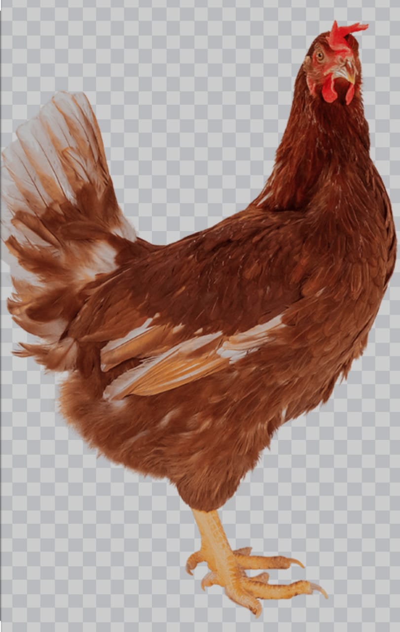 Chicken-Layer-Live 2.2kg-image-0