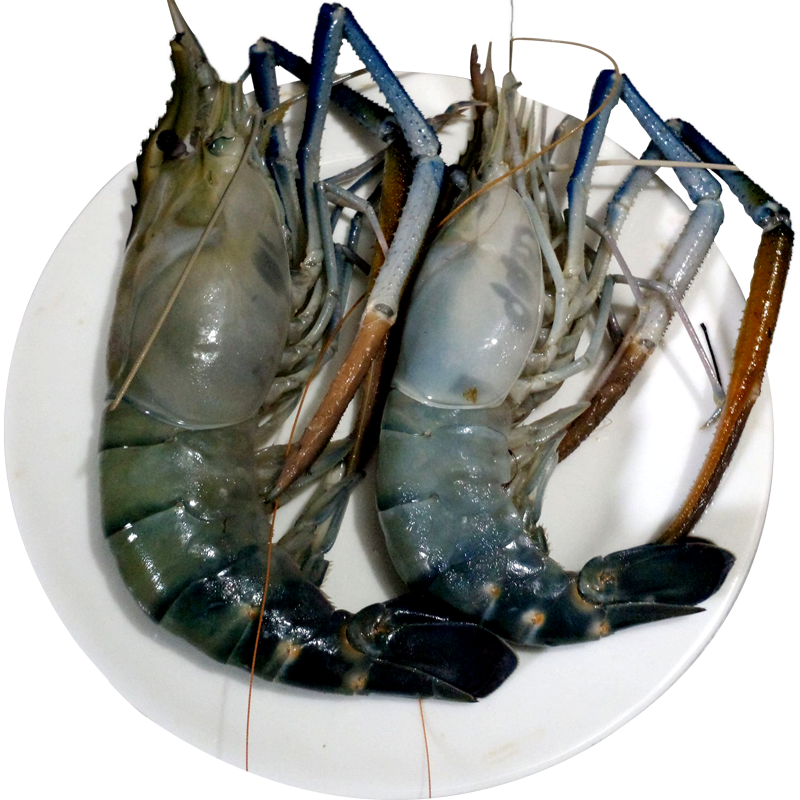 Chingri-Fish-Big size (10-12) pc-image-0