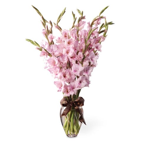 14 Light Pink Gladiolus In Vase-image-0