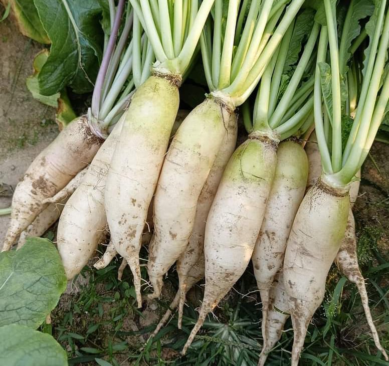 Mula -Radish-image-0