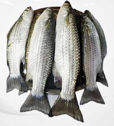 Bata-Fish-image-0