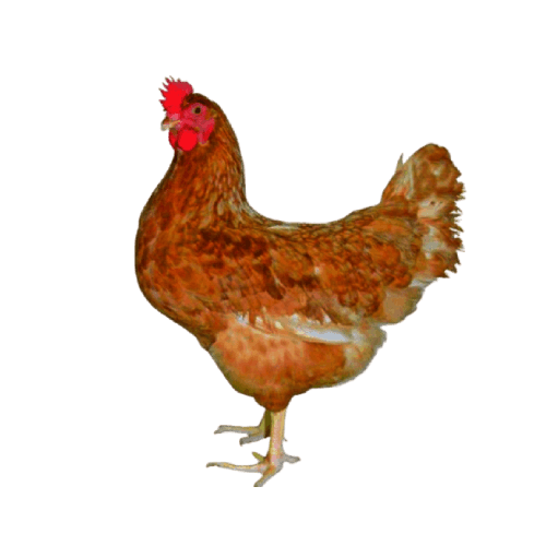 Chicken - Shonali Murog-1pc-1.2gm-image-0