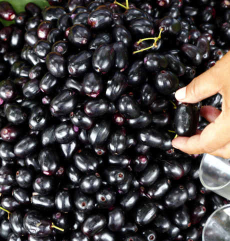 Jam (java plum)-image-0