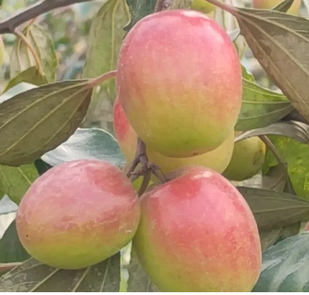 Apple kul boroi-500 gm-image-0