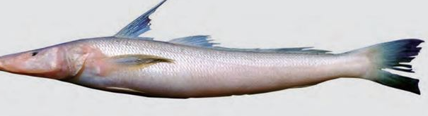 Tular Dandi Fish-image-0