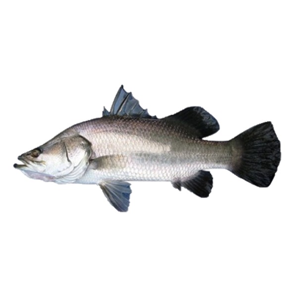 Koral-Fish- 6.5gm-image-0