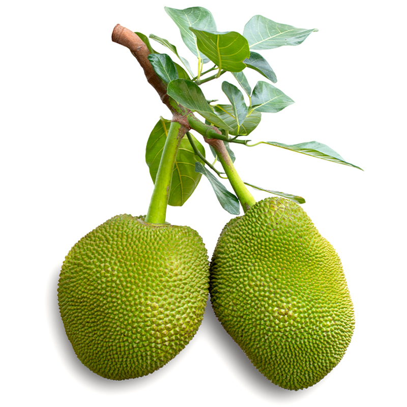 Kacha Kathal-Raw Jackfruits-image-0