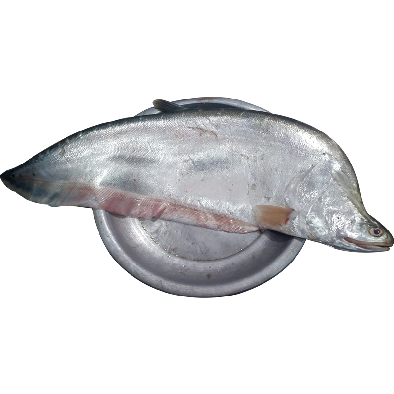 Chitol Fish-image-0