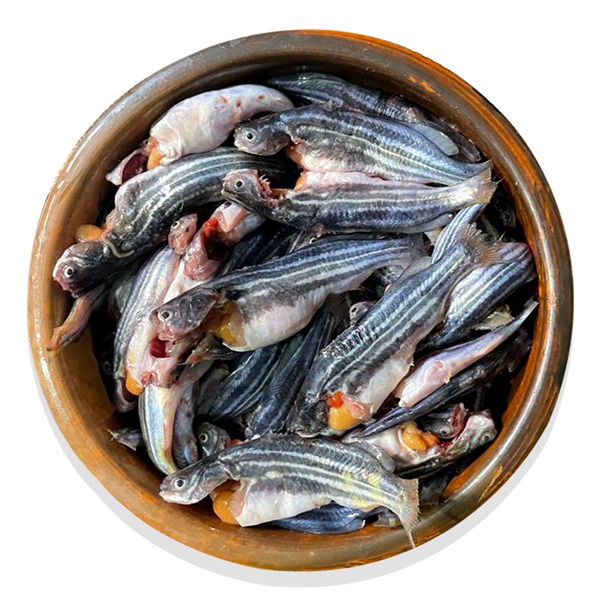 Tengra-Fish (Dima-Tengra)-image-0