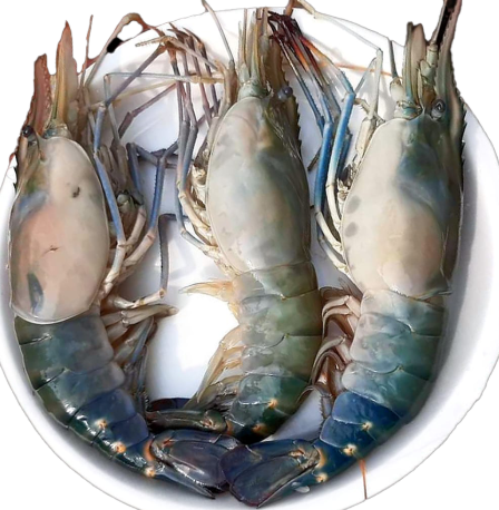 chingri golda-fish 6-8 pc(2.5)-image-0