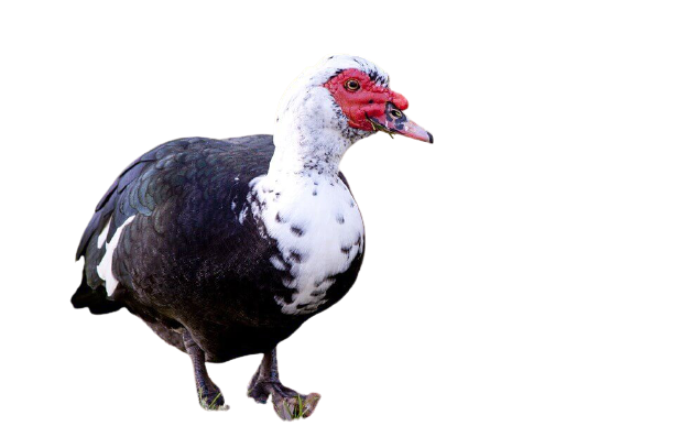 China-Has-Meat (Weight ± 2.5kg)-image-0