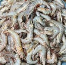 Horina chingri-fish-image-0
