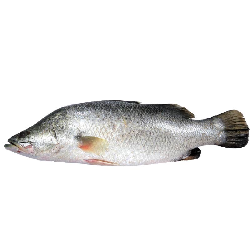 Koral Fish 1.5gm-image-0