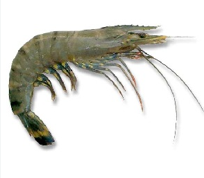 Bagda chingri-fish--image-0