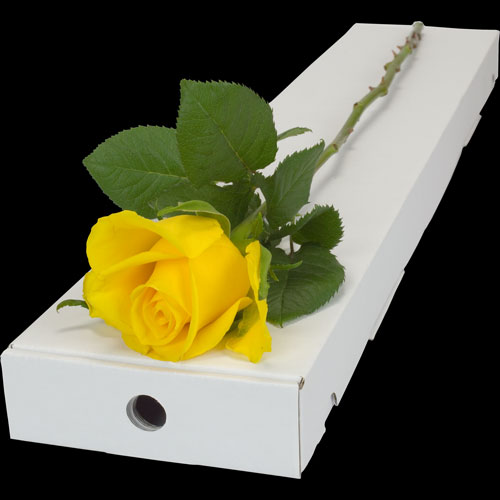 1 Pc Imported Yellow Rose In Box-image-0
