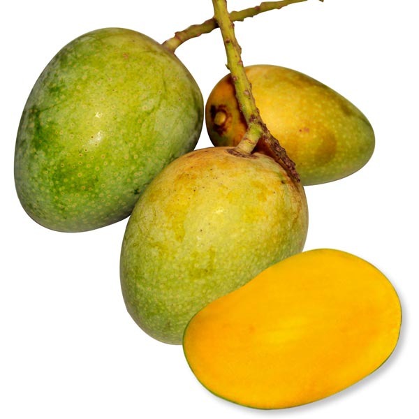 Gopalvog Mango (গোপালভোগ আম)-Rajshahi-image-0