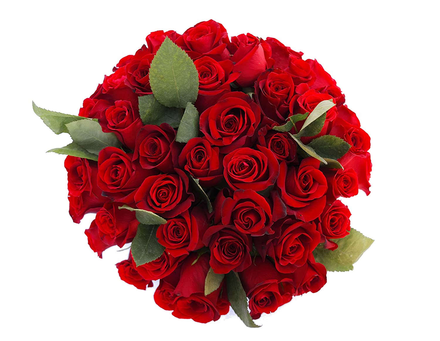 50 Pcs Red Roses in Vase-image-0